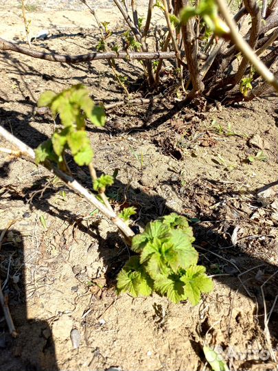 Саженцы черной крупноплодной смородины