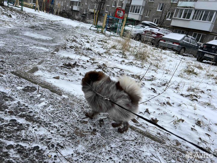 Померанский шпиц