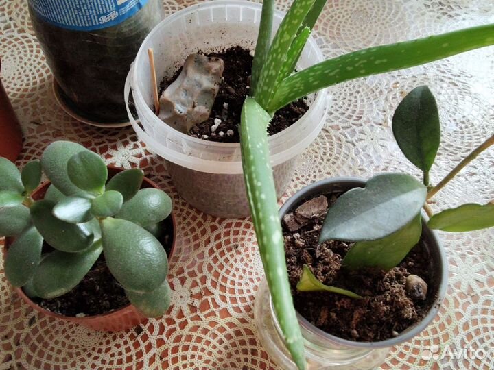 Набор растений