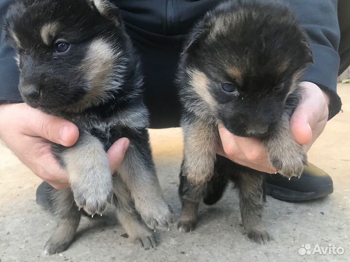 Собаки бесплатно