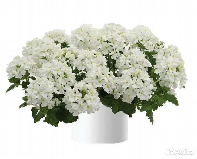 Вербена, бакопа вегетативная и другие расения