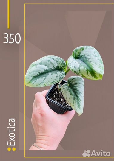 Эпипремнумы, сциндапсусы