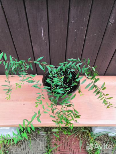 Декоративные кустарники