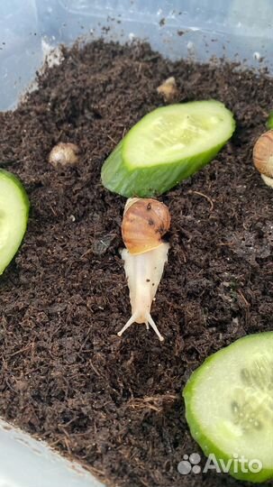 Улитки ахатины