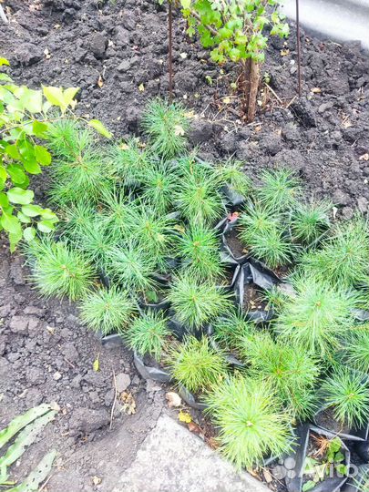 Саженцы кедра