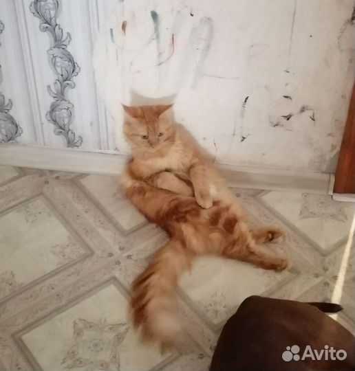 Мей-кун котёнок