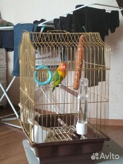 Неразлучник попугай с клеткой