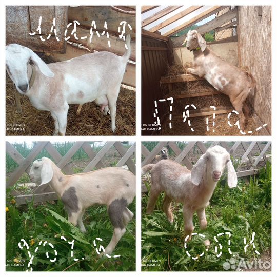 Англо нубийские козы