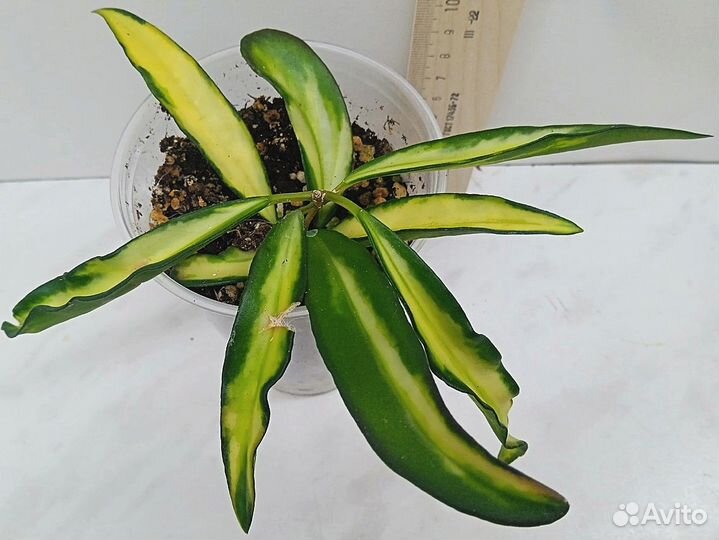 Комнатные растения цветы