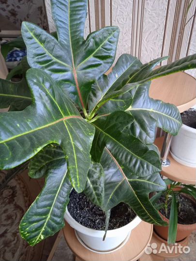 Комнатные цветы