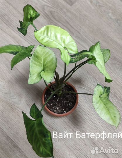 Сингониум сортовой