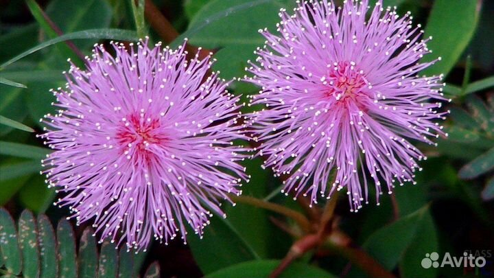 Домашние цветы