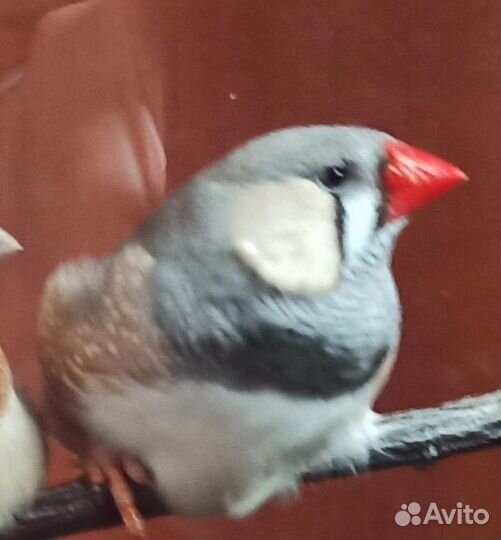 Амадины зебровый, японский