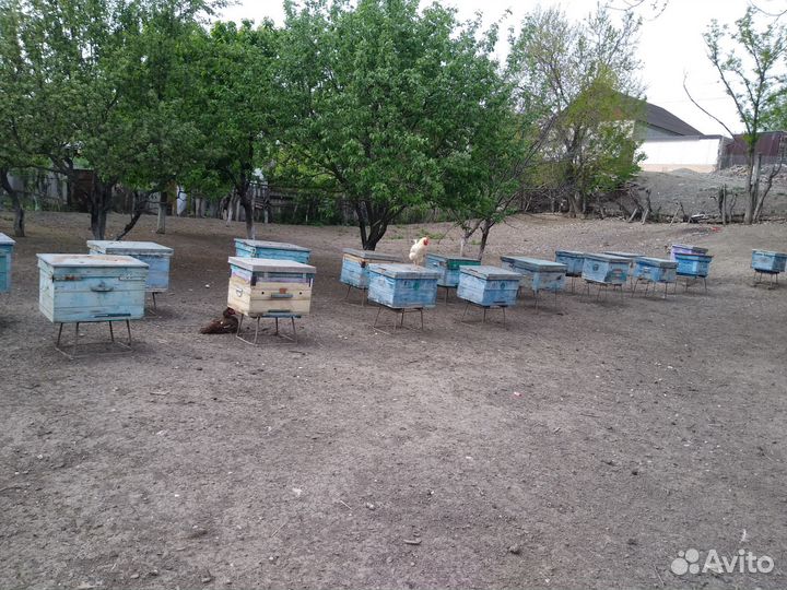 Утки,селезни