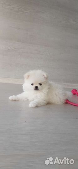 Щенки шпица