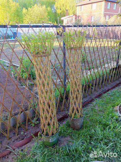 Ива плетеная (дерево)