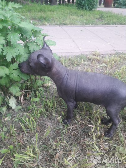 Голый малыш ксолоитцкуинтли