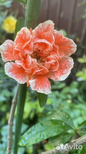 Махровый гранат