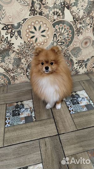 Вязка собак шпиц