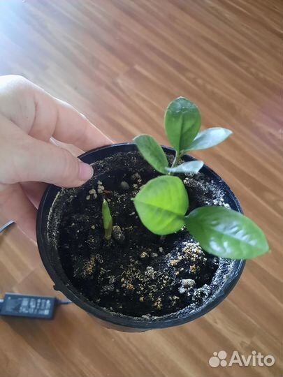 Замиокулькас