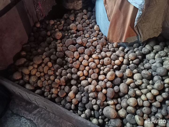 Картофель Сантэ