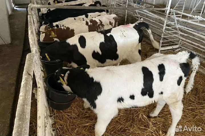 Холмогоры Голштины Бычки Тёлки