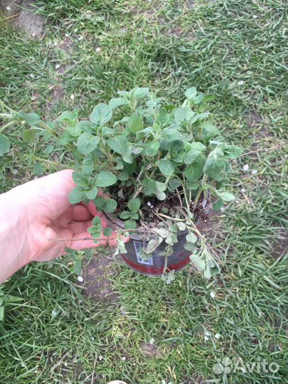 Душица, орегано, ладанка, материнка