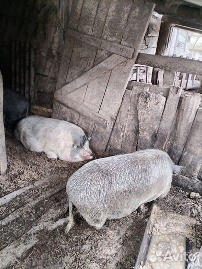 Вьетнамские свиньи