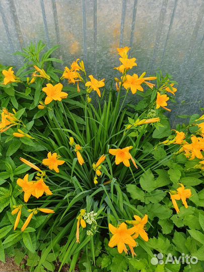 Лилейники сортовые