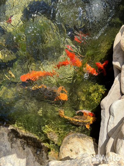 Золотая рыбка