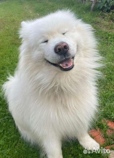 Шерсть самоеда