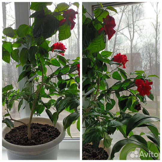 Китайская роза