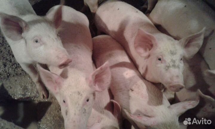 Поросята крупная белая