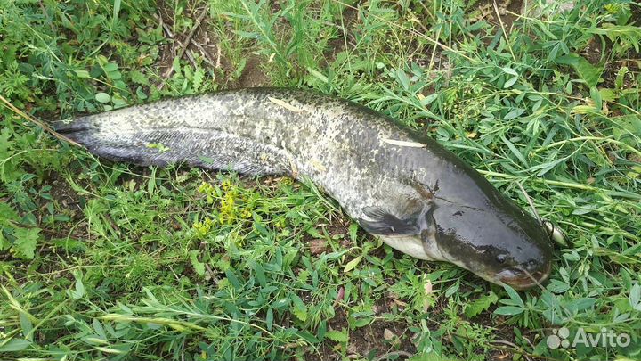 Сом живой