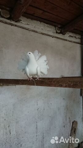 Голуби павлины