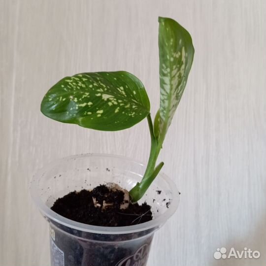 Диффенбахия