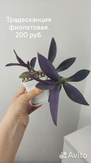 Комнатные растения