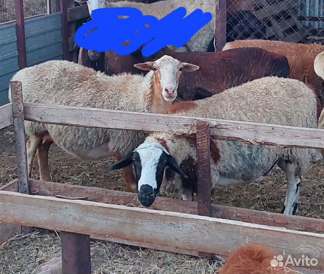 Гиссар эдельбай