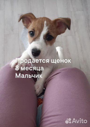 Продам щенка