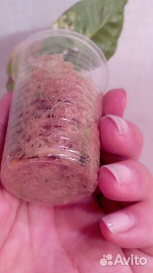 Сингониум marble double variegated