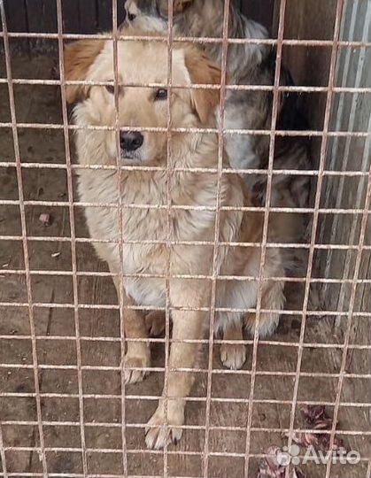 Щенки подростки