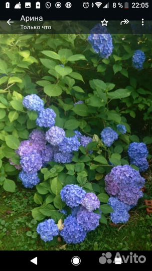 Гортензия крупнолистная черенки