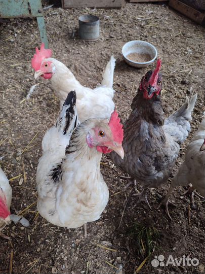 Куры несушки