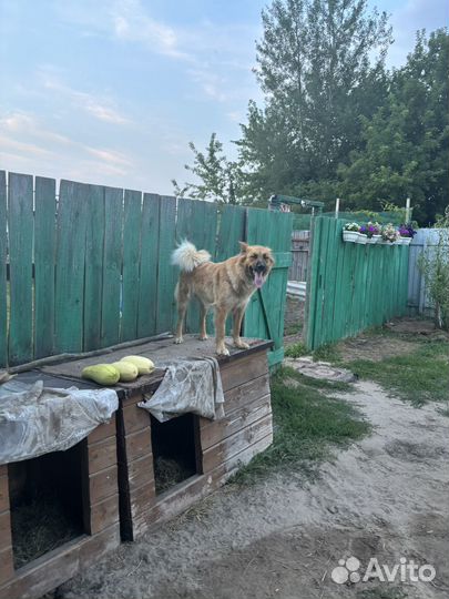Стерильная с паспортом собака