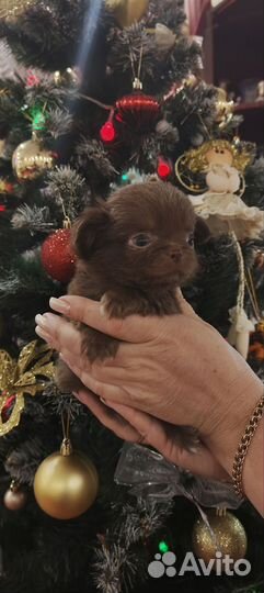 Щенки чихуахуа