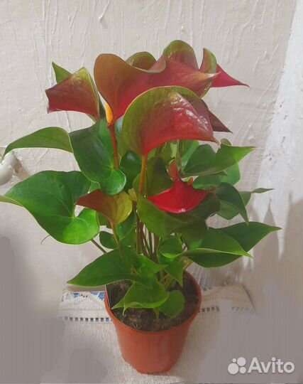 Антуриум красный Динамит Ред
