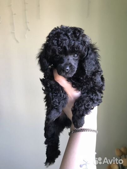 Маленькая собака