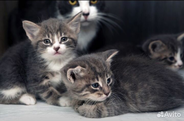 Очень добрый котенок 2 месяца