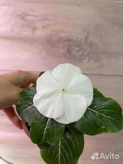 Катарантусы