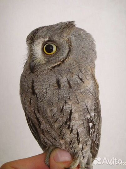 Грозный птиц